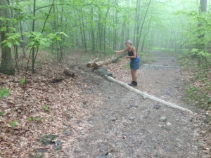 Angled log to divert running rain water into the forest rather than to let erode the trail
