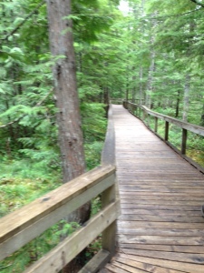 Boardwalk at Trail of Two Forests