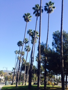 Santa Barbara palms