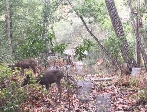 PFB 1A deer on river path