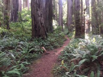 RW 2A trail thru redwoods